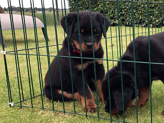 puppy's K-nest week 9